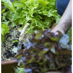 Couteau OPINEL de Jardin N°8 manche hêtre naturel, lame inoxydable