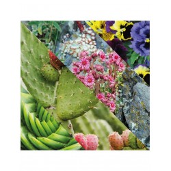 Baume après-rasage pour visage 100ML PLISSON